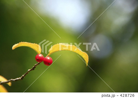 ウメモドキ 428726