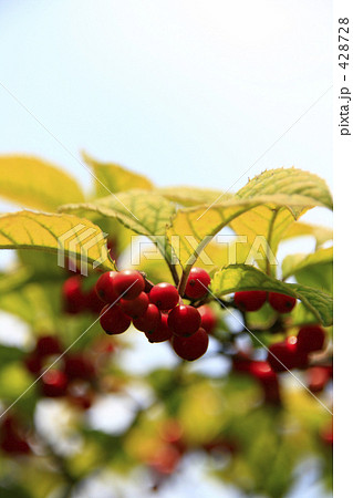 ウメモドキ ウメモドキ 428728