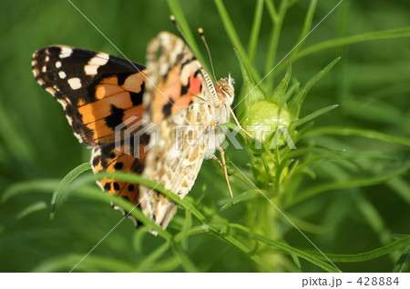 ヒメアカタテハ ヒメアカタテハ 428884
