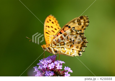 ヒョウモンチョウ ヒョウモンチョウ 428888