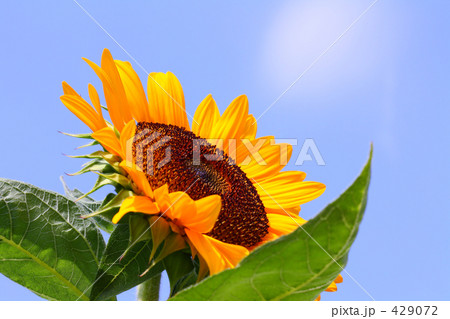 ヒマワリと青空 横ズーム ヒマワリと青空 横ズーム 429072