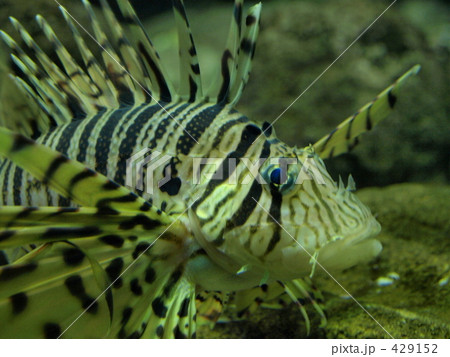 ミノカサゴ 429152