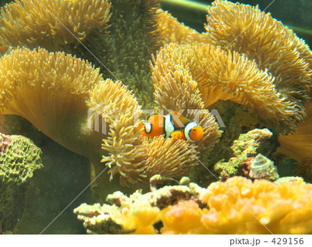 カクレクマノミ カクレクマノミ 429156