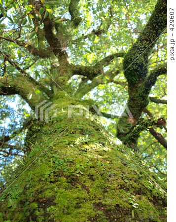 熊野大社の神木 熊野大社の神木 429607