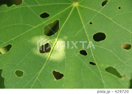 虫に食われた葉 虫に食われた葉 429720