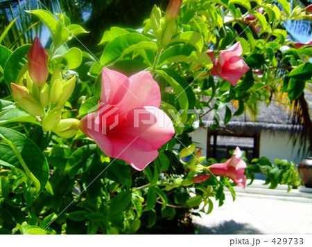 南国の花 南国の花 429733
