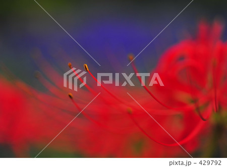 赤い情熱 429792