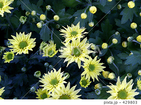 スプレーマム 429803