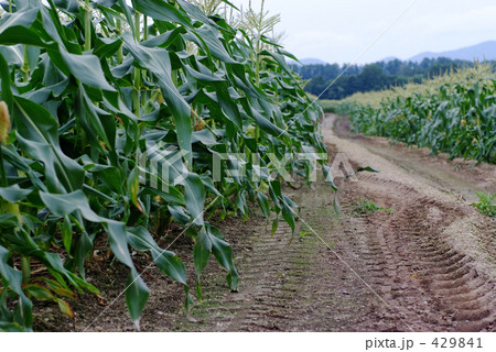 とうもろこし畑の一本道 429841