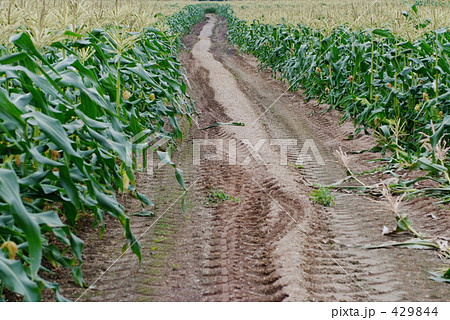 とうもろこし畑の一本道 429844