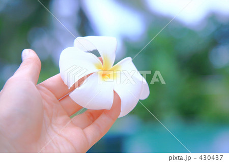 プルメリアを持つ手 プルメリアを持つ手 430437