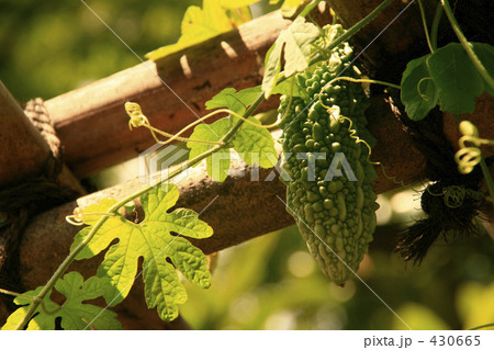 棚のゴーヤ 棚のゴーヤ 430665