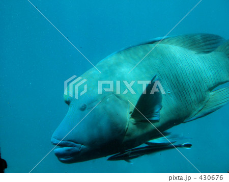 ナポレオンフィッシュ 430676