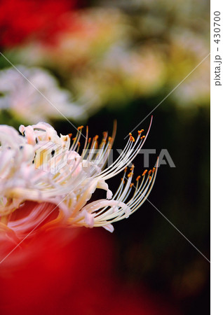 白い彼岸花 白い彼岸花 430700