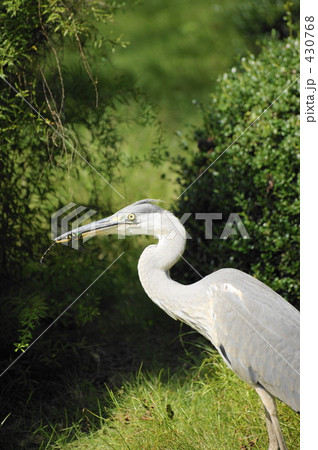 サギとトンボ 430768