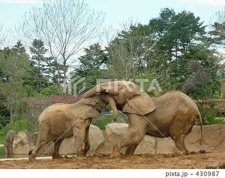 動物　象　ゾウ　喧嘩 430987