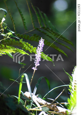 ヤブラン ヤブラン 431193