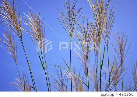 青空とススキ 青空とススキ 431256