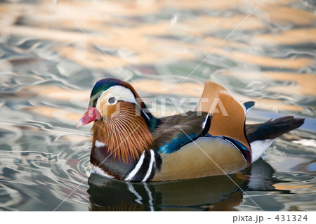 オシドリのオス 431324