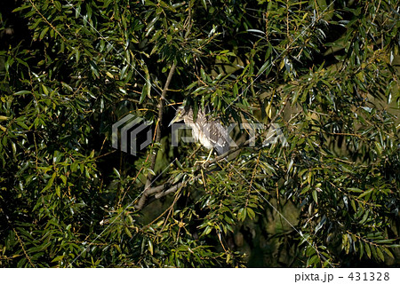 ゴイサギの幼鳥 431328