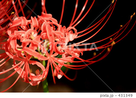 彼岸花 431349