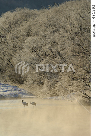 タンチョウ タンチョウ 431593