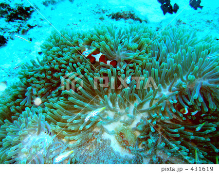 熱帯魚:くまのみ 熱帯魚:くまのみ 431619