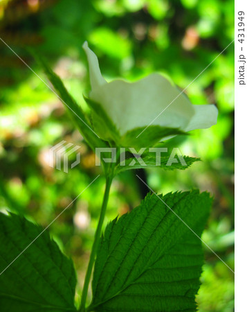 白山吹の春 431949