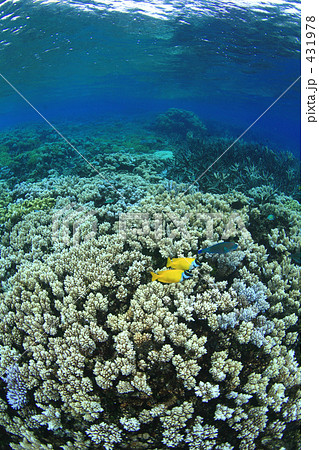 サンゴ礁と魚たち 431978