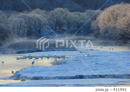 タンチョウ 431991