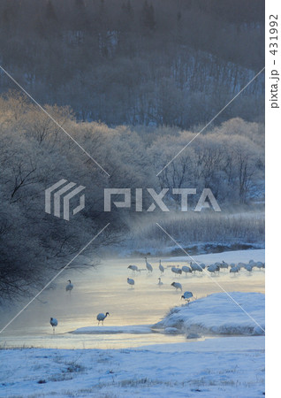 タンチョウ 431992