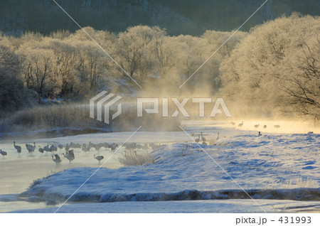 タンチョウ 431993