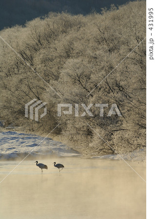 朝靄の丹頂 431995