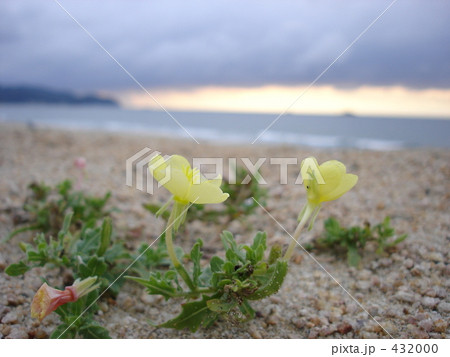 海辺の花 海辺の花 432000