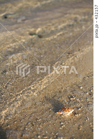 波打ち際の貝 432157