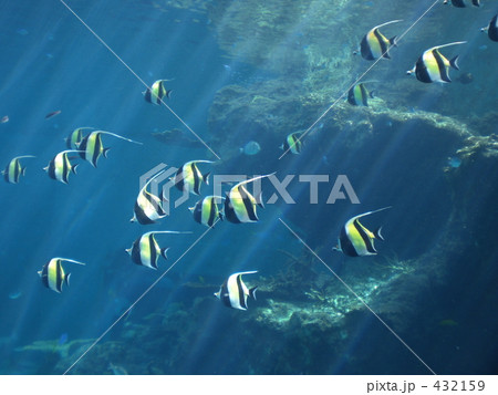 美ら海水族館 432159