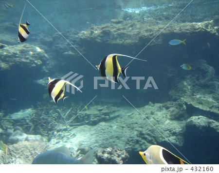 美ら海水族館 432160