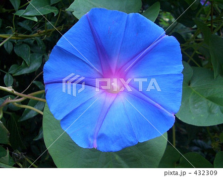 朝顔　花　あさがお 432309