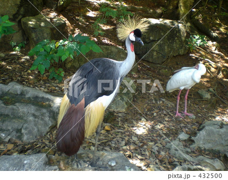 ホオジロカンムリヅル 432500