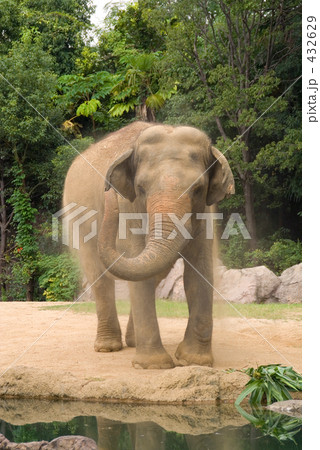 タイゾウ 432629