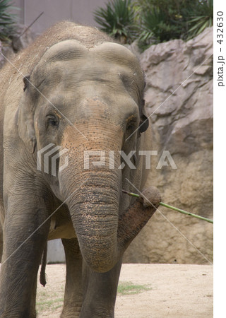 タイゾウ 432630