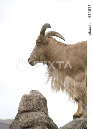 バーバリーシープ 432638