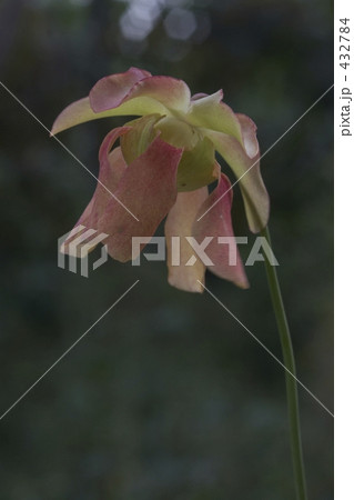 サラセニアの花 サラセニアの花 432784