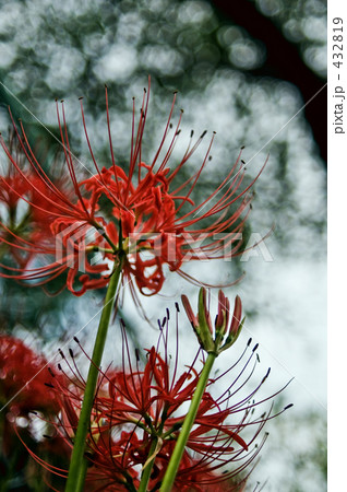 Cluster amaryllis 2 432819