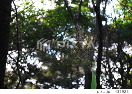 蜘蛛と巣 蜘蛛と巣 432928