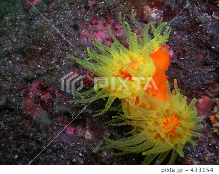 ナガイボキサンゴ 433154