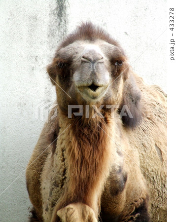 CAMEL 433278