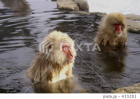 夕陽を浴びて心地良い表情の猿 夕陽を浴びて心地良い表情の猿 433281