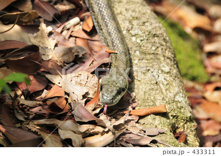シマヘビ 433311