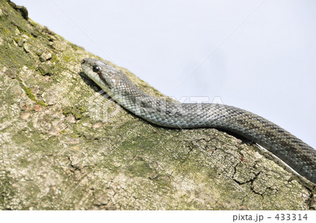 シマヘビ シマヘビ 433314